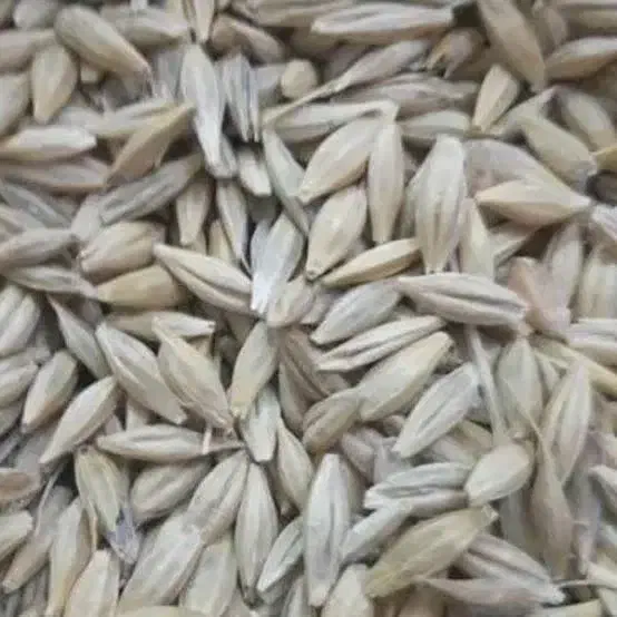 جو از انبار|خوردنی و آشامیدنی|قم, چهار مردان|دیوار