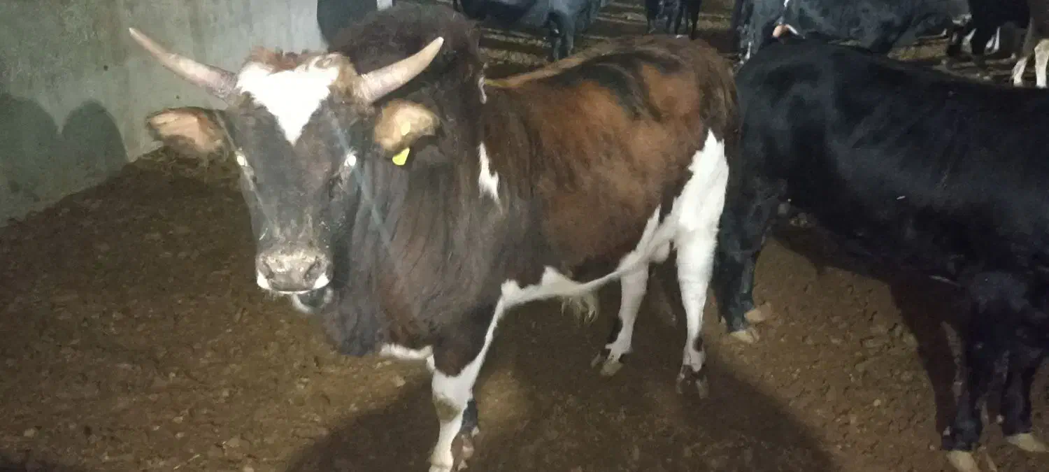 گوساله|حیوانات مزرعه|ری, علایین|دیوار