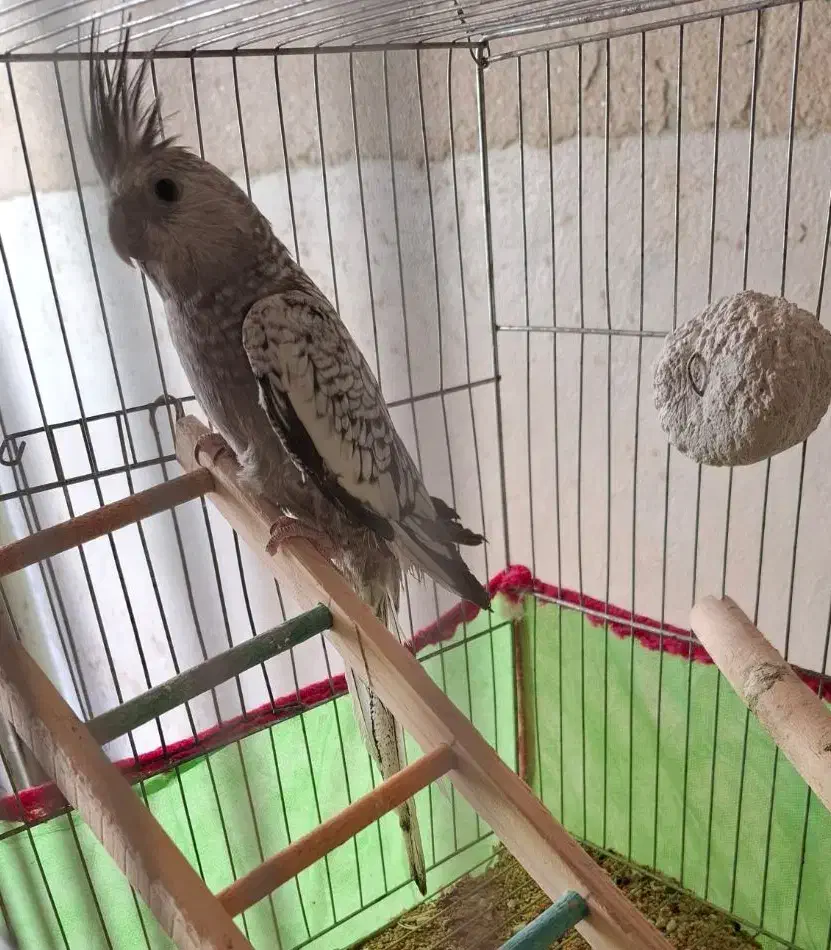 مرغ عروس|پرنده|آران و بیدگل, |دیوار