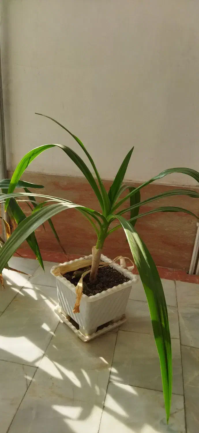 سوسن عنکبوتی|گل و گیاه طبیعی|میانه, |دیوار