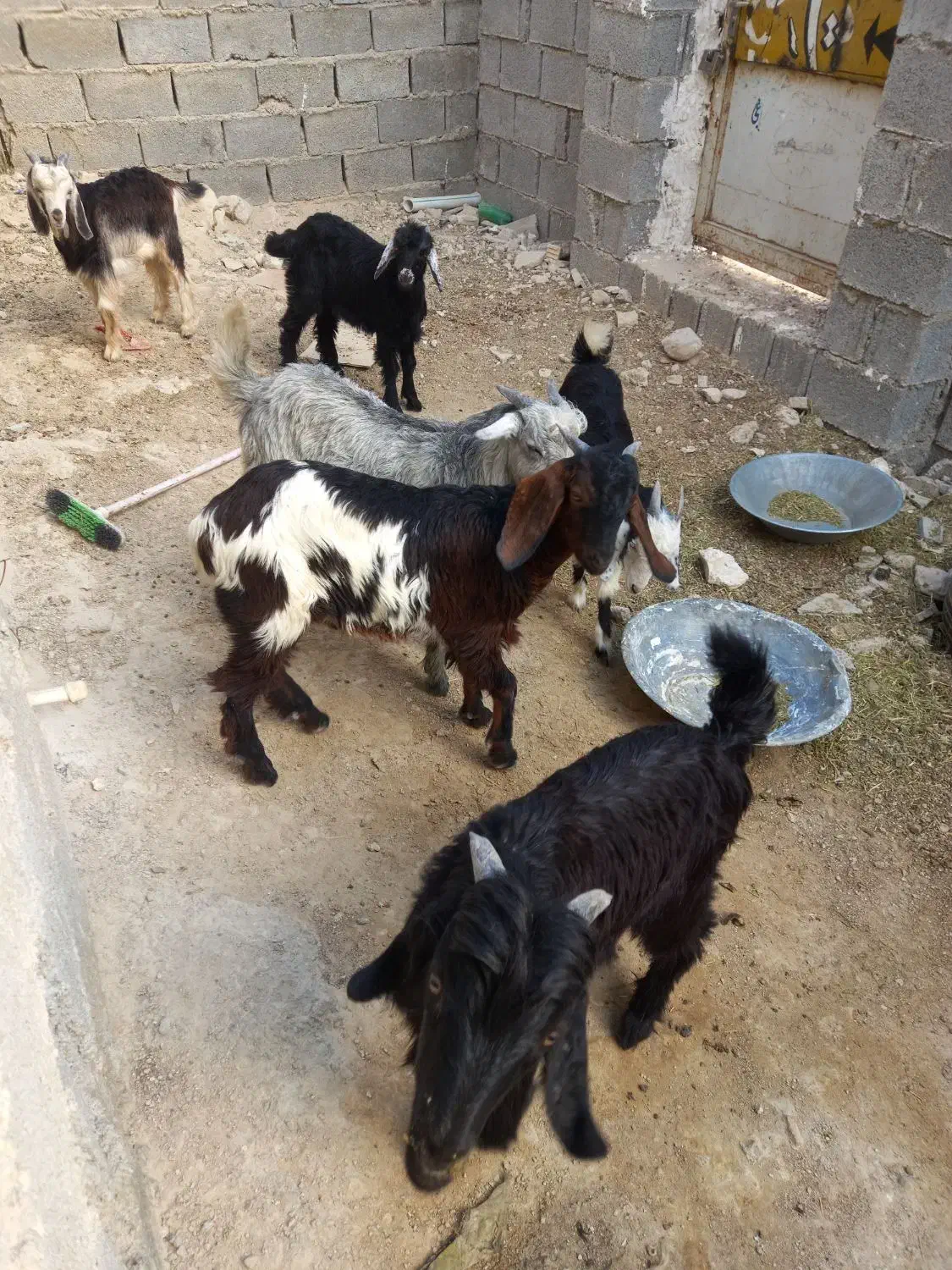 کهره نر وماده|حیوانات مزرعه|برازجان, |دیوار