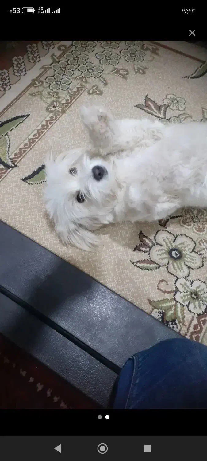 سگ پا کوتاه|سگ|اسفراین, |دیوار