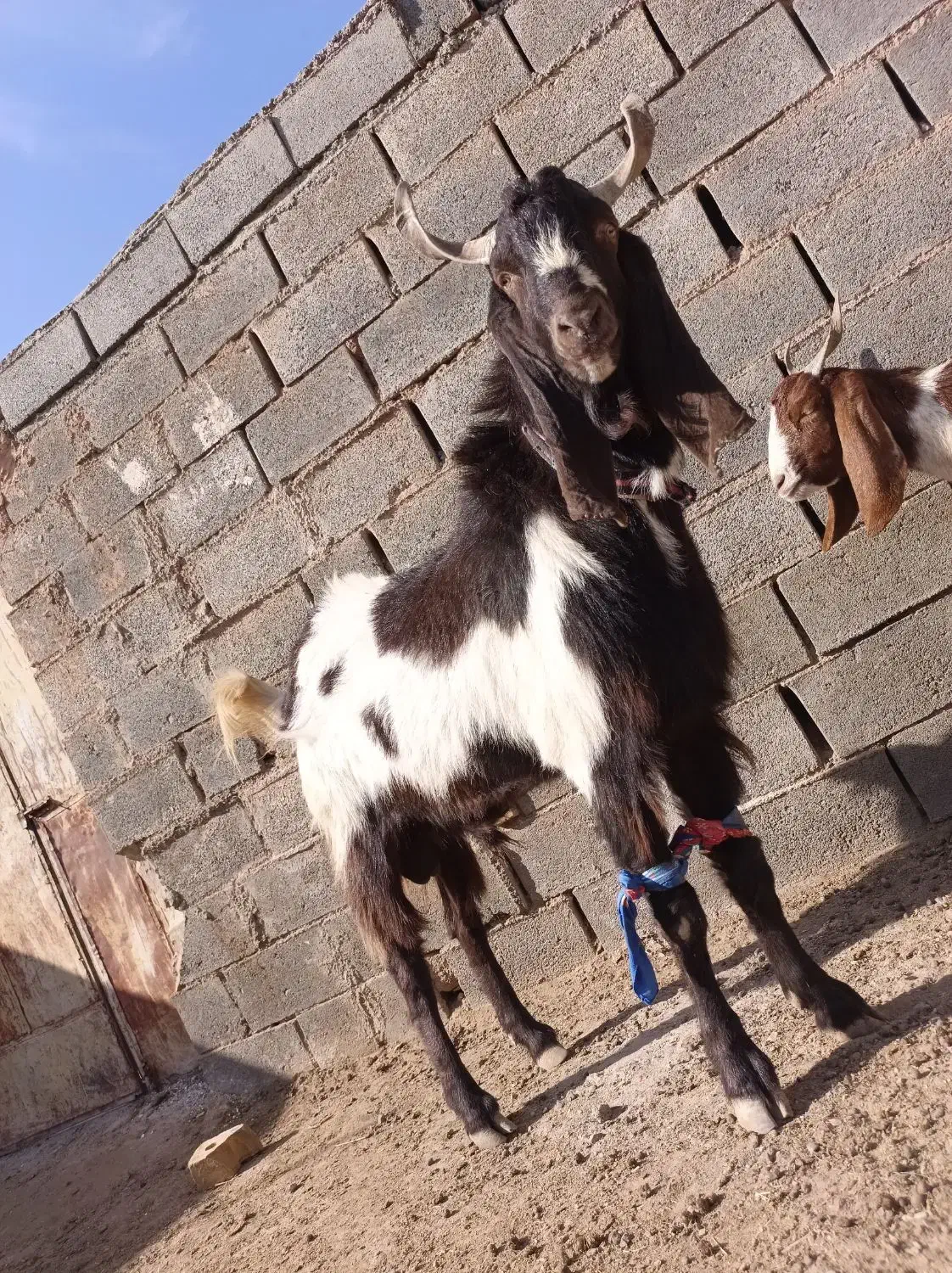 بزغاله پاکستانی|حیوانات مزرعه|تربت جام, جامرود|دیوار