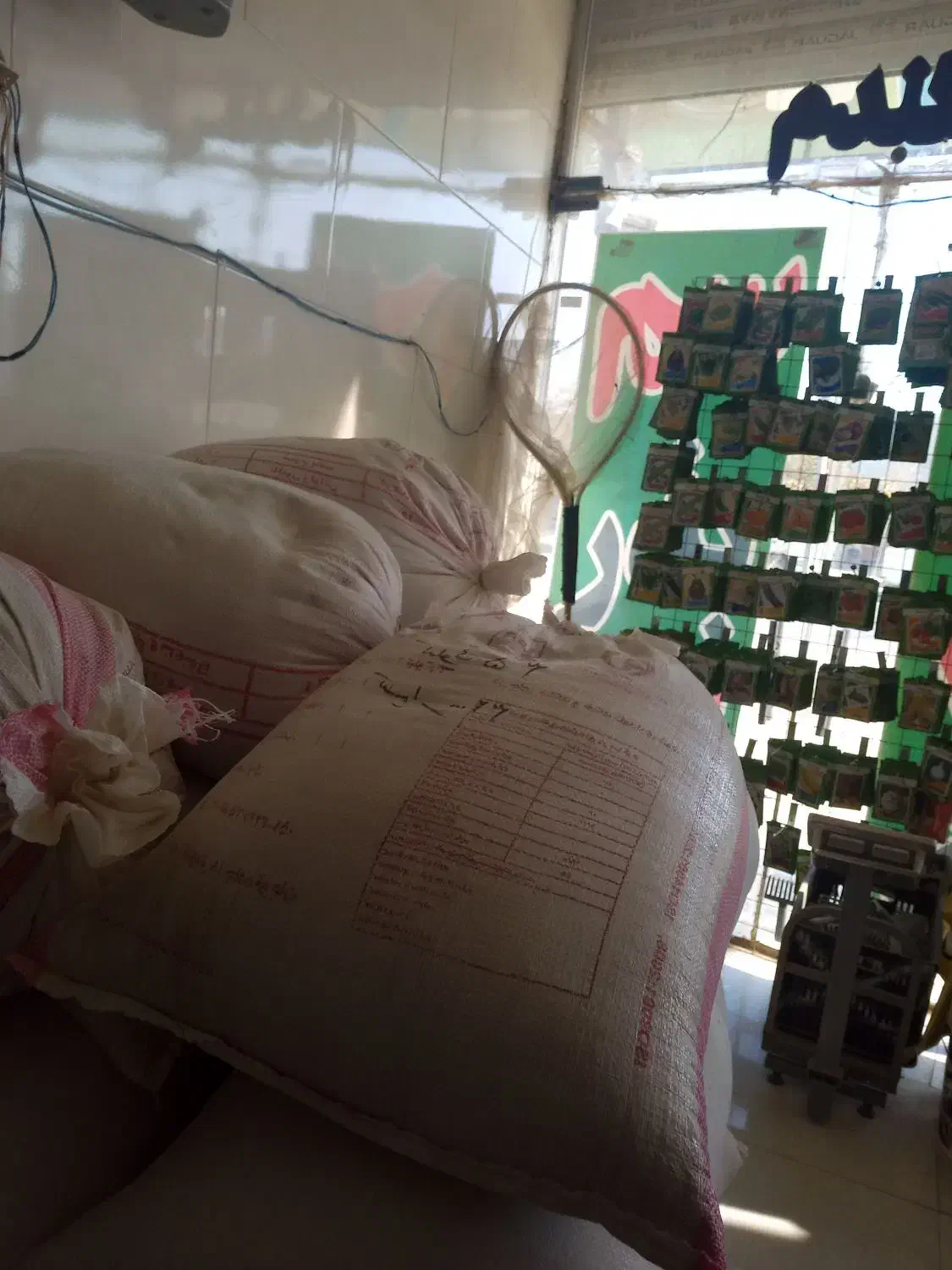 گندم رقم کانورتا|گل و گیاه طبیعی|مشهد, شهید شهریاری|دیوار