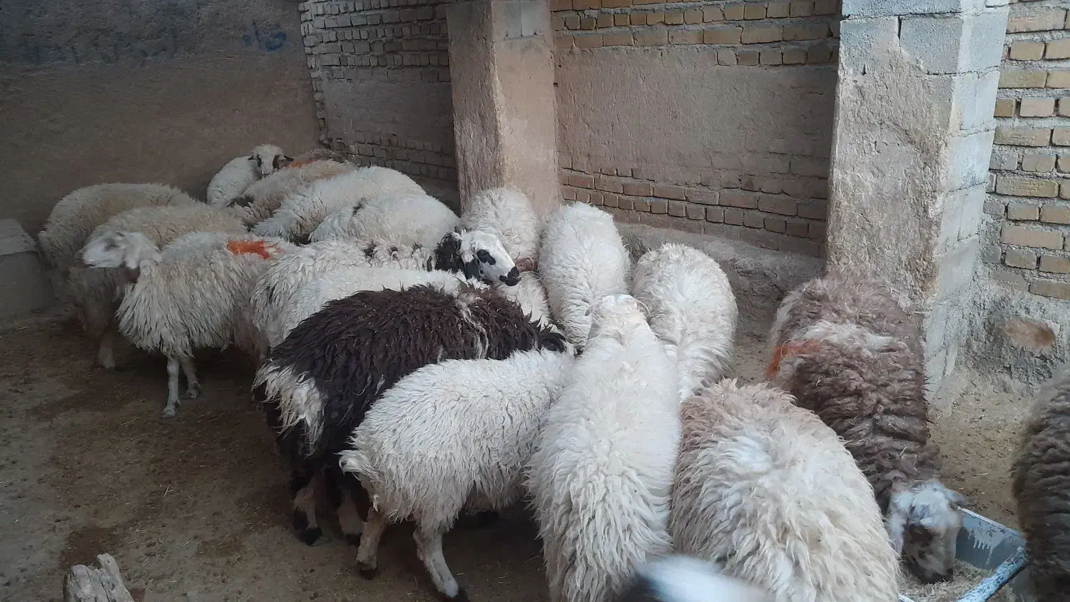 بره نر وماده|حیوانات مزرعه|کوهدشت, |دیوار