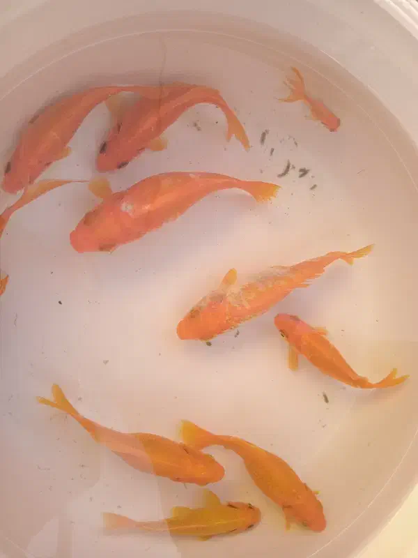 ماهی قرمز|ماهی|فردیس, شهرک ۱۱۰|دیوار