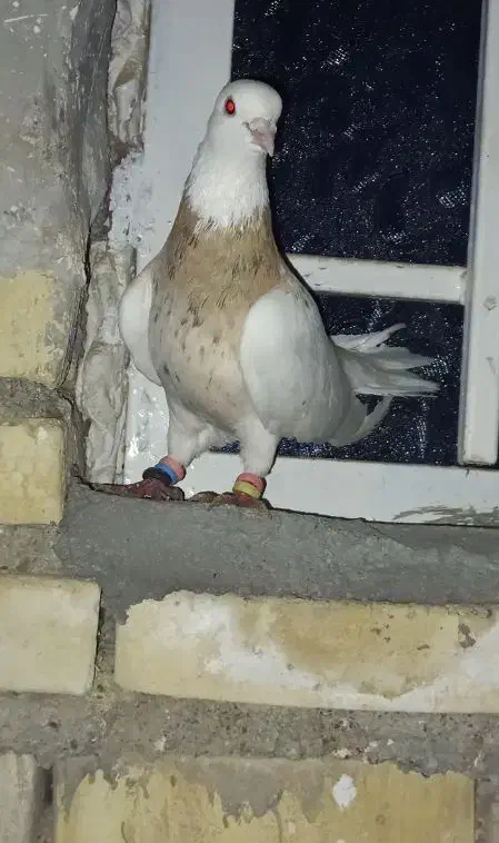 کبوتر رنگی|پرنده|سوسنگرد, |دیوار