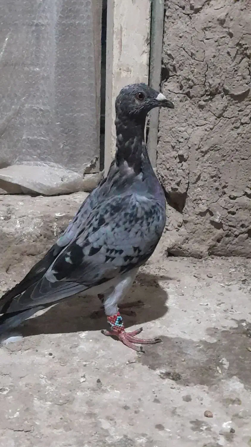 آلمانی خارجی|پرنده|گنبد کاووس, |دیوار