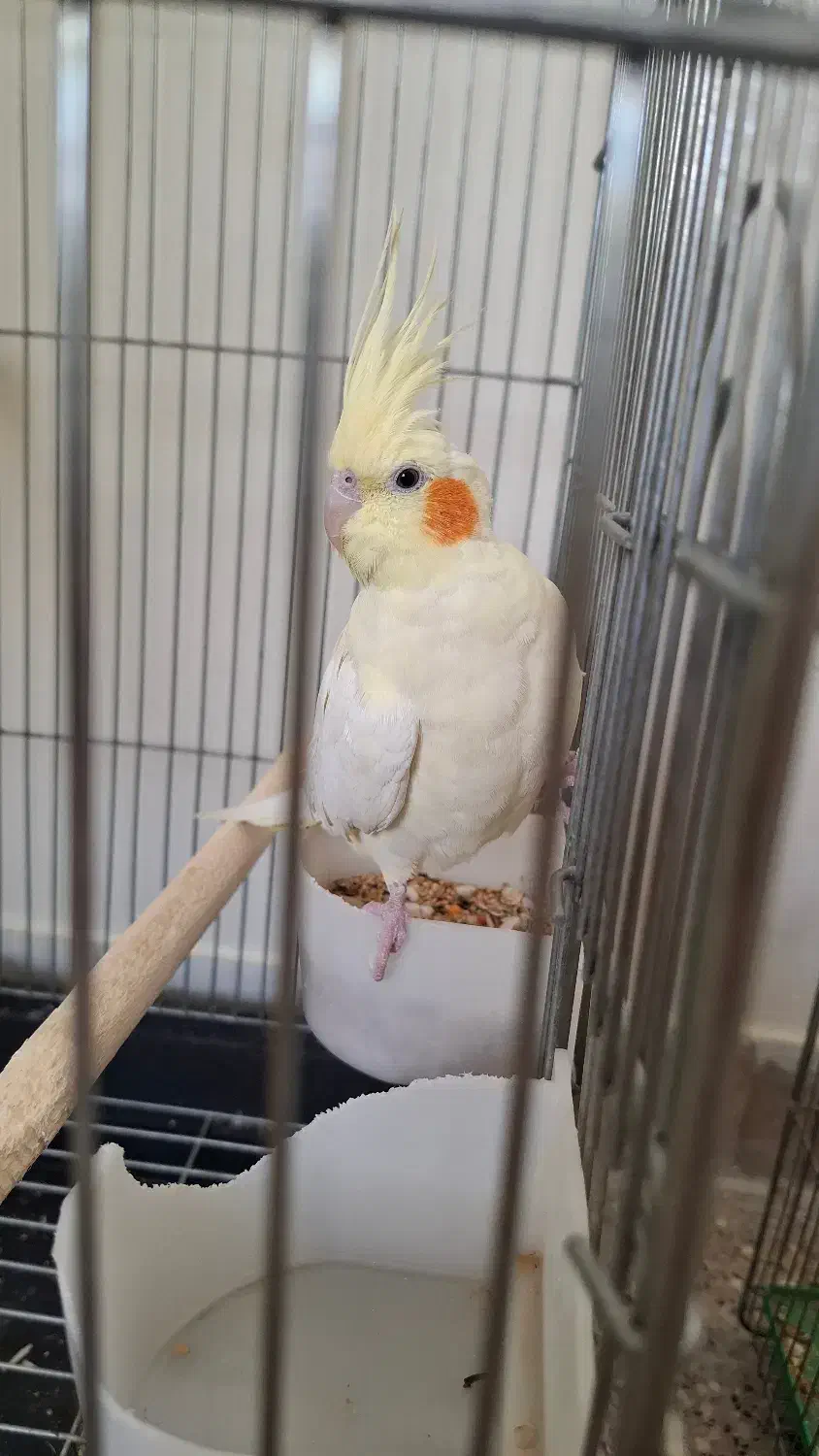 عروس هلند جفت و مولد|پرنده|خوانسار, |دیوار