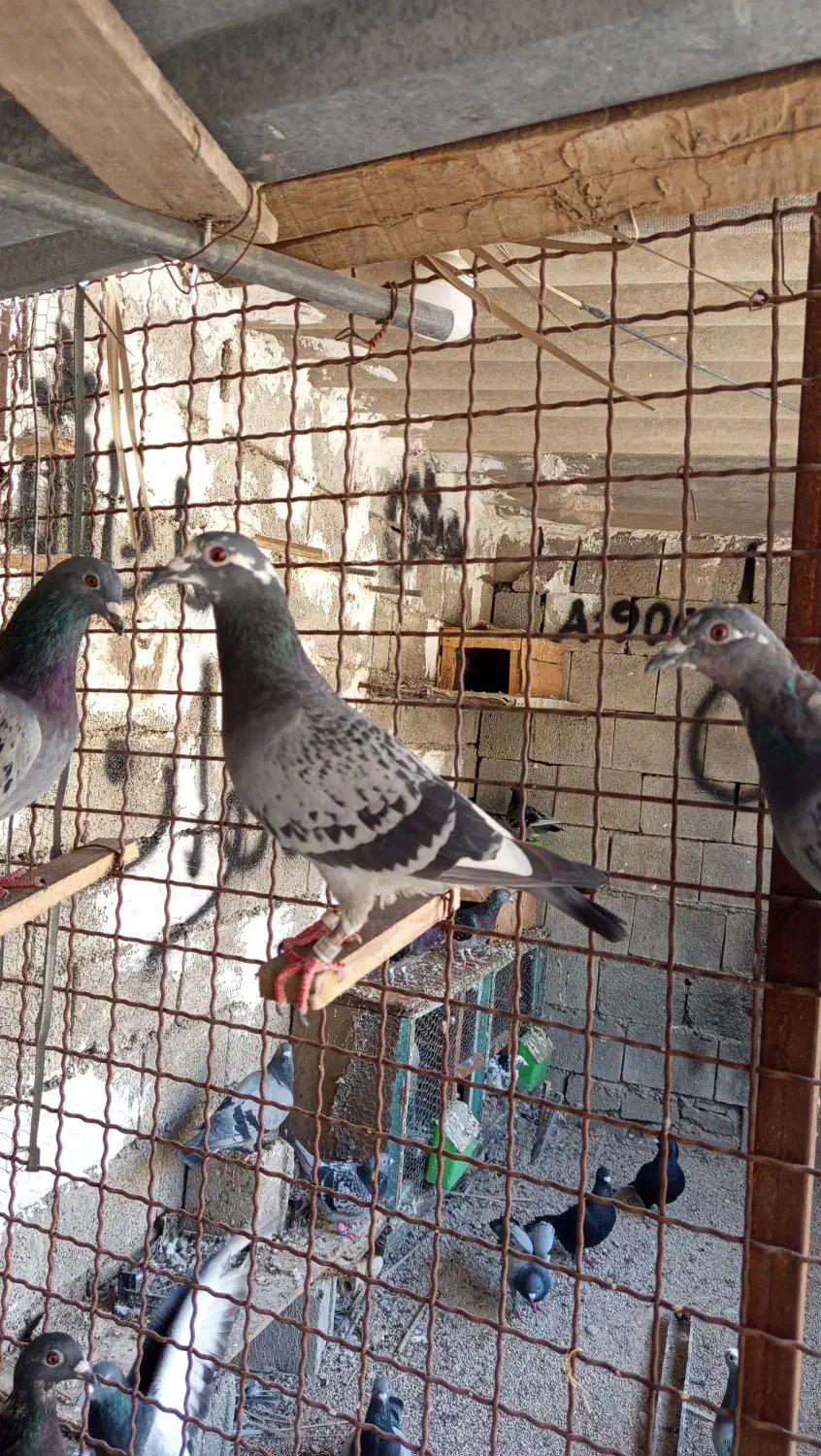 ۱۰عدد پلاکی|پرنده|بوشهر, |دیوار