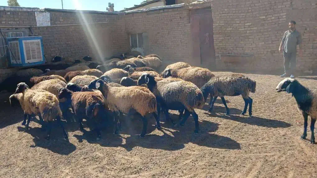 میش شالی|حیوانات مزرعه|آبگرم, |دیوار