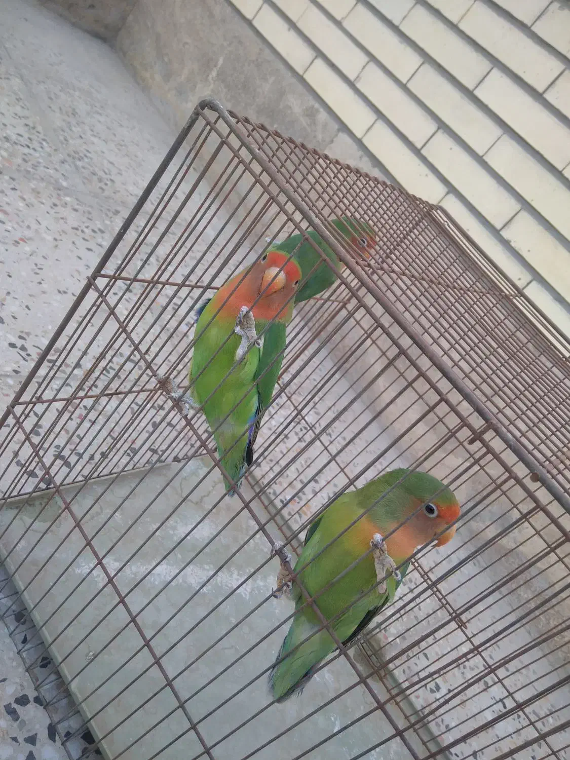 سه عدد کوتوله 800|پرنده|اردکان, |دیوار