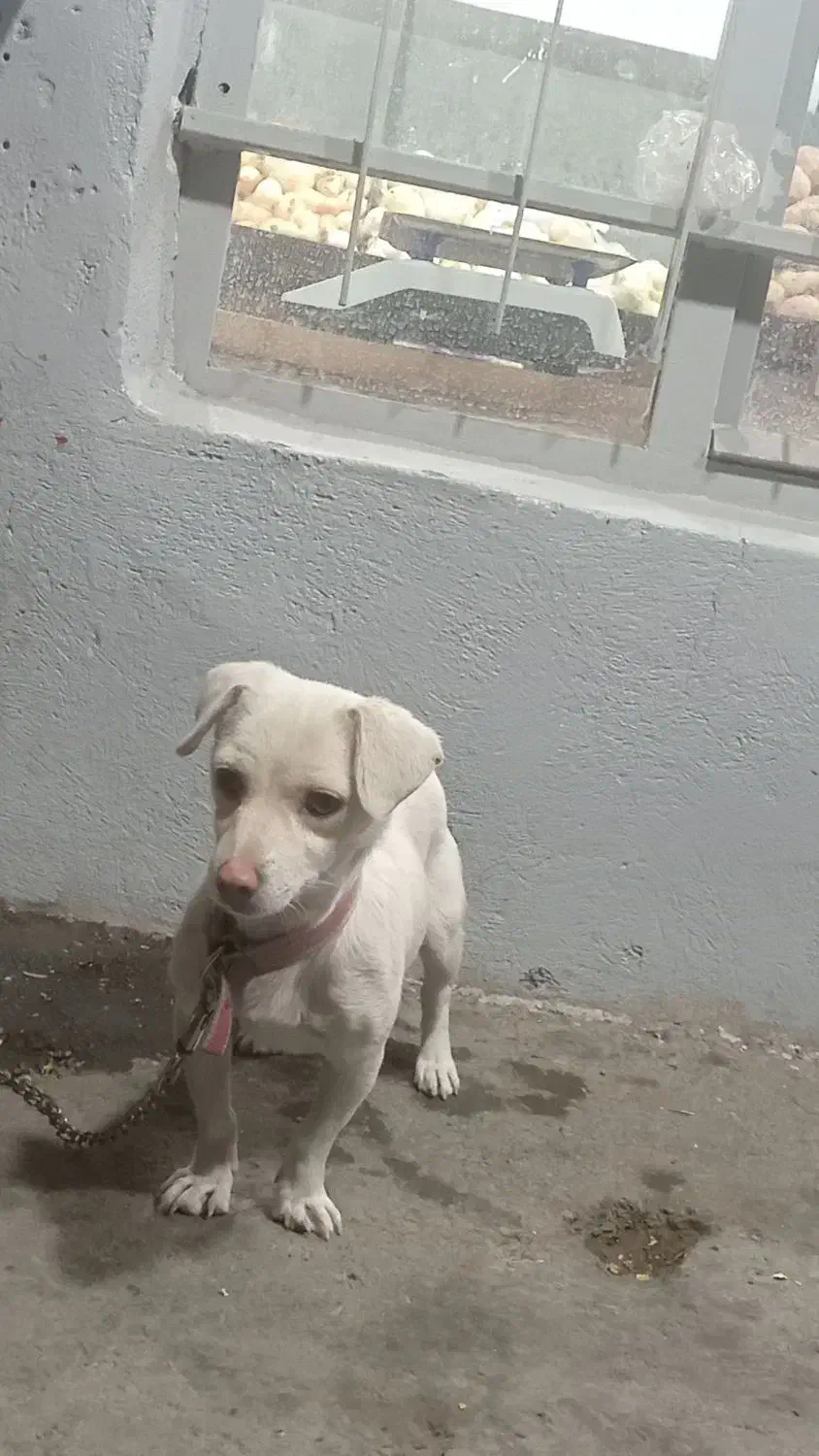 پاکوتاه ماده|سگ|شهریار, اصیل آباد|دیوار