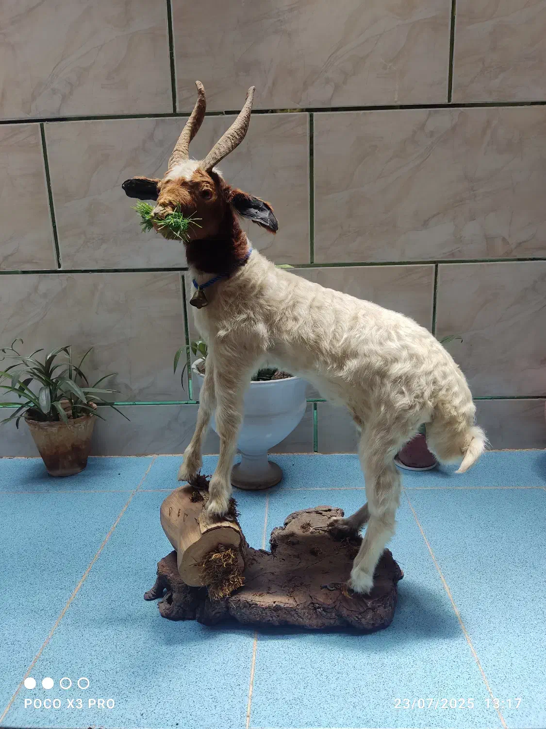 مجسمه|مجسمه، تندیس، ماکت|یاسوج, |دیوار