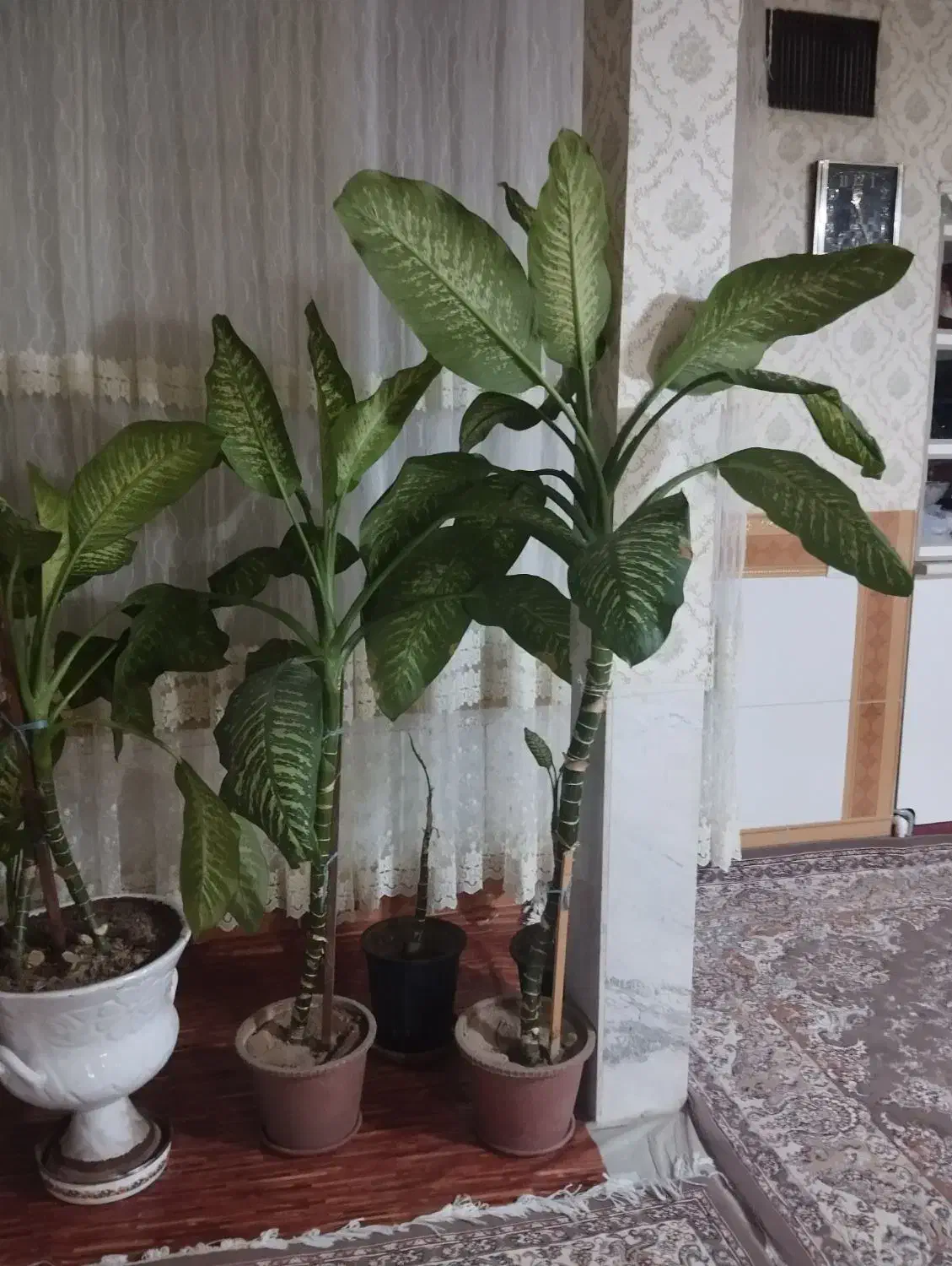 گل دیفن باخیا|گل و گیاه طبیعی|اسلامشهر, مظفریه|دیوار