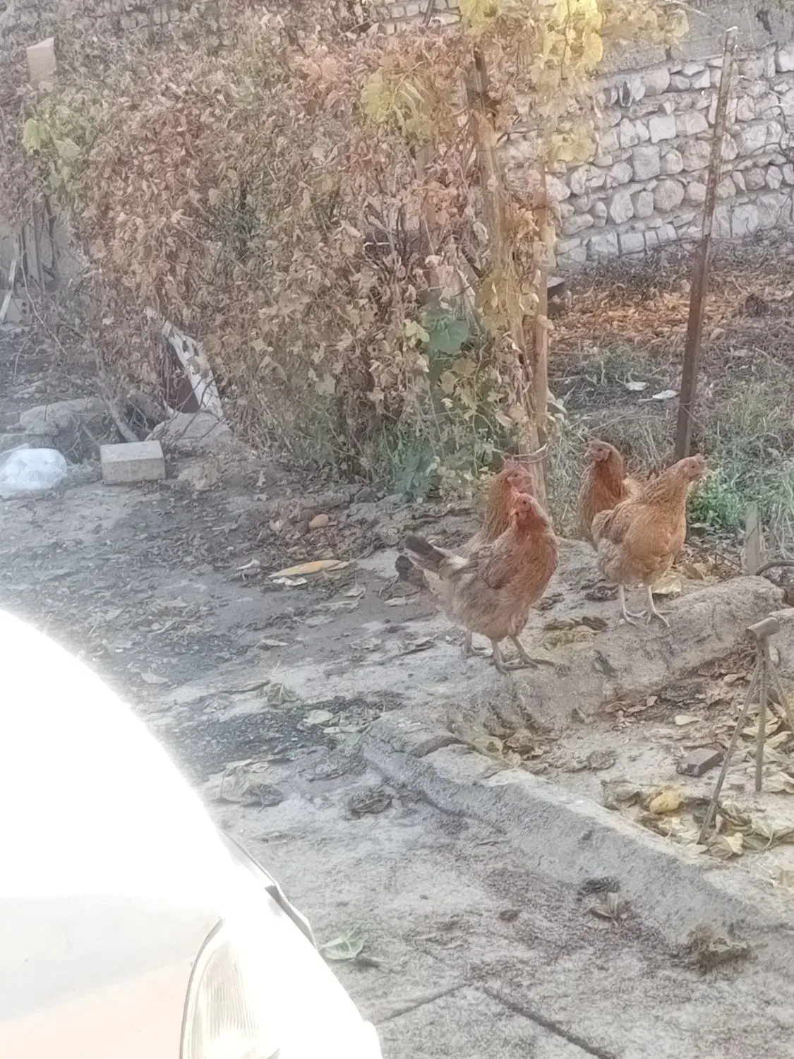 ۵ تا مرغ تخم گذار محلی|حیوانات مزرعه|ویسیان, |دیوار