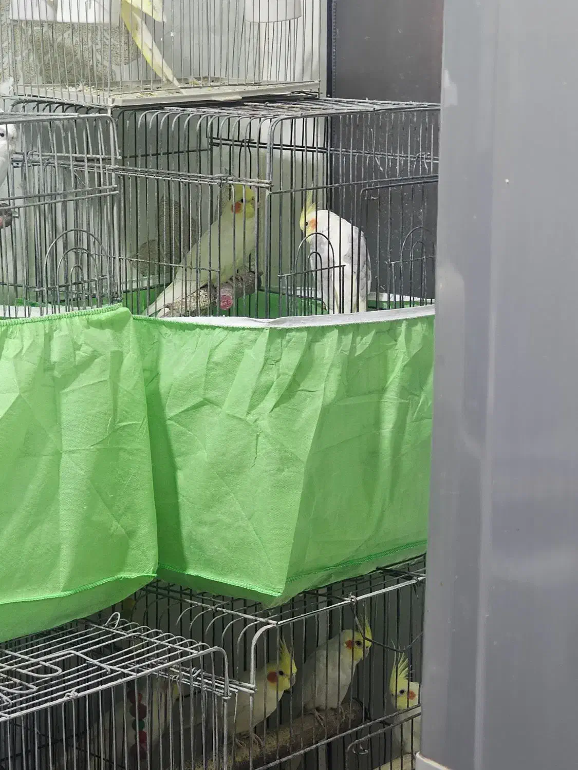 فروش دو جفت عروس هلندی مولد|پرنده|بندرعباس, |دیوار