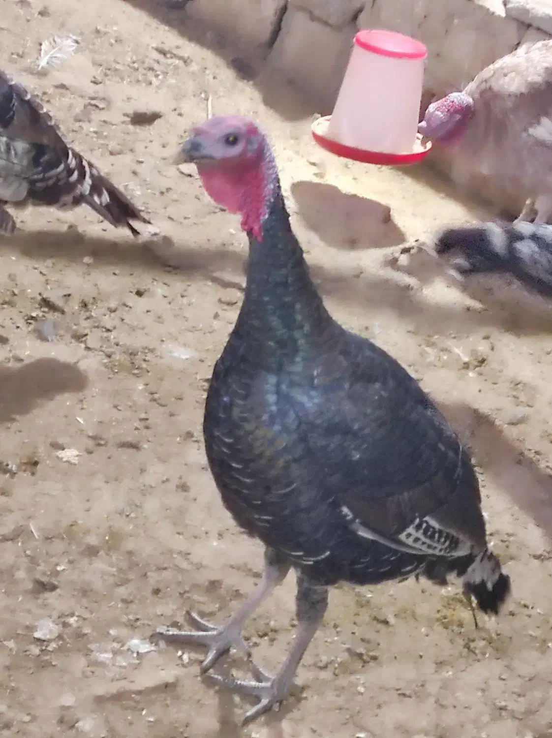 بوقلمون نر جوان|حیوانات مزرعه|فسا, |دیوار