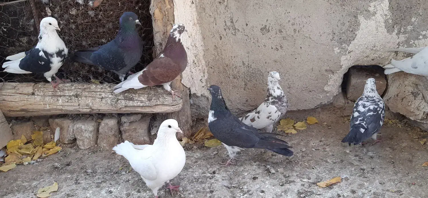 کبوتر غریبگیری|پرنده|ساوه, |دیوار