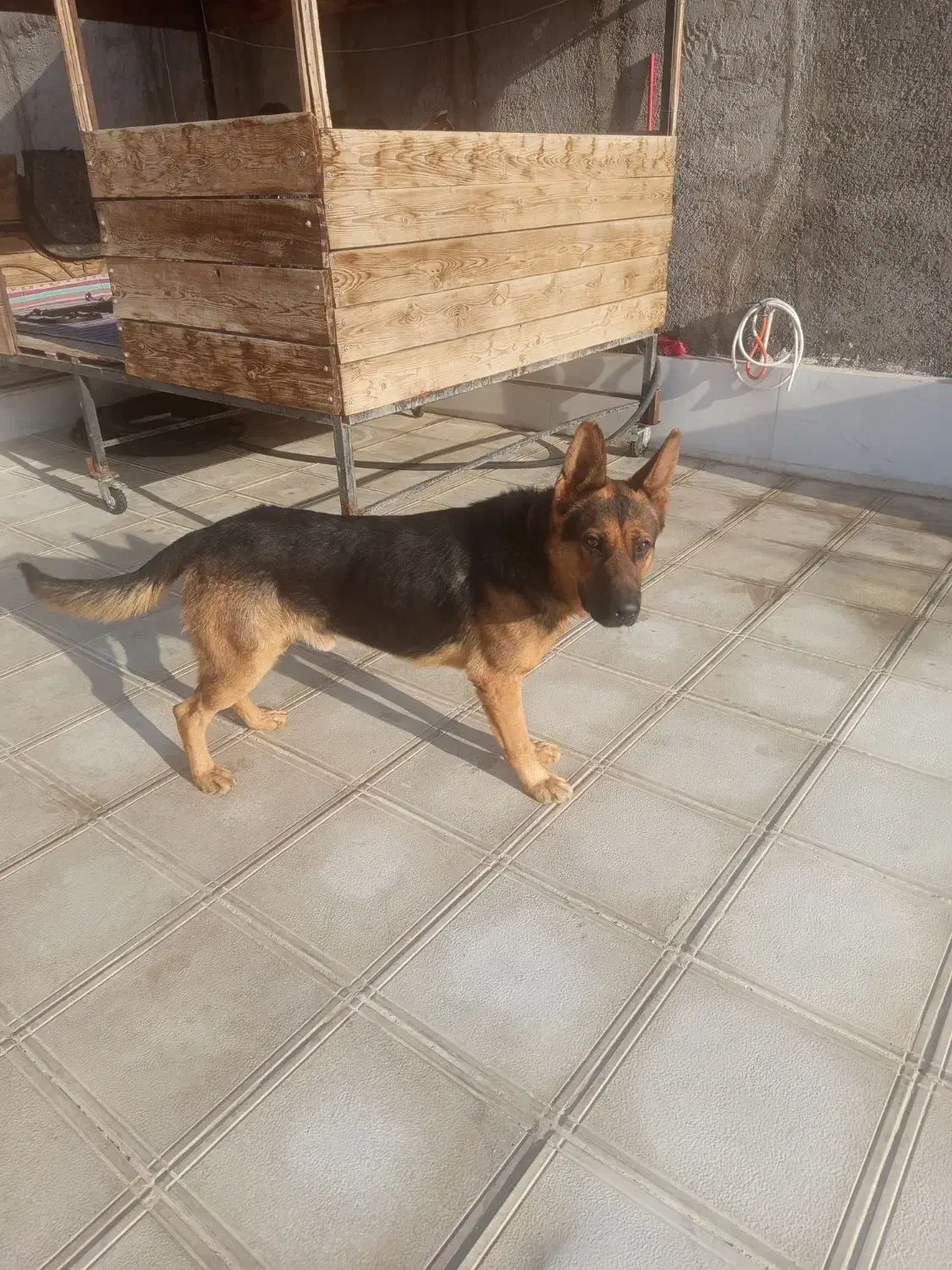 سگ ژرمن فروشی|سگ|رباطکریم, حکیم آباد|دیوار