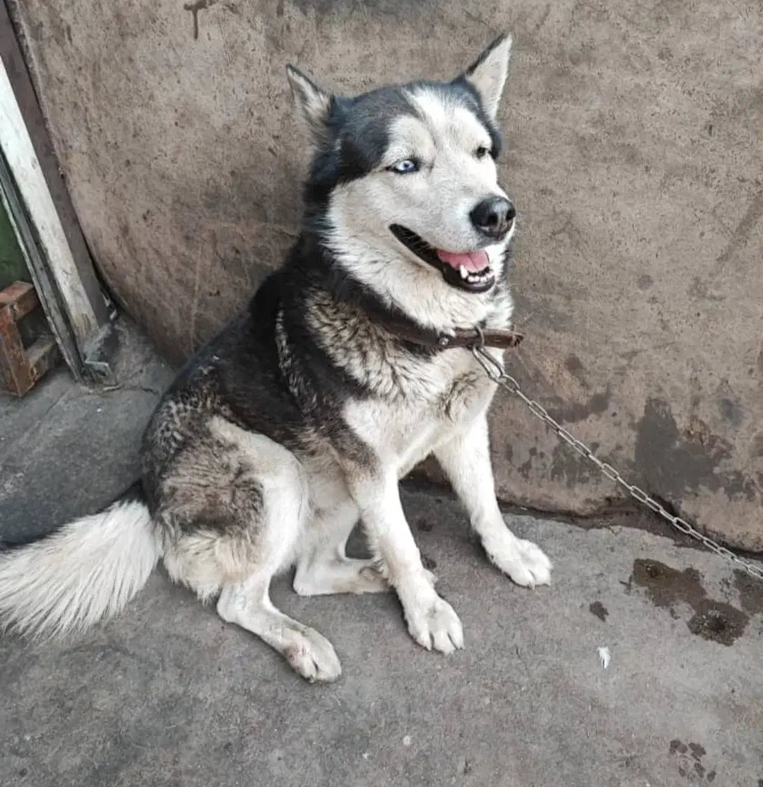 سگ ماده هاسکی|سگ|تهران, دریا|دیوار