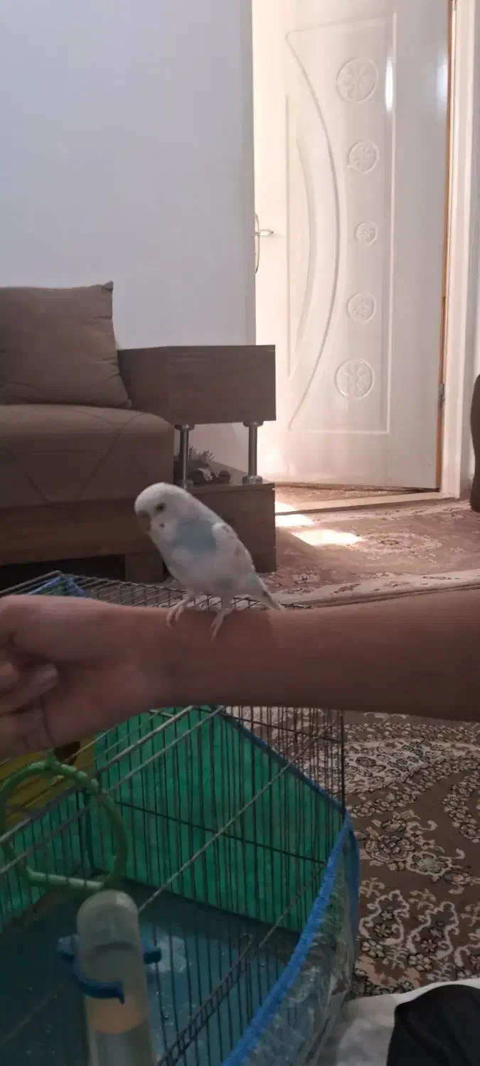 مرغ عشق|پرنده|مرودشت, تامین اجتماعی‎|دیوار