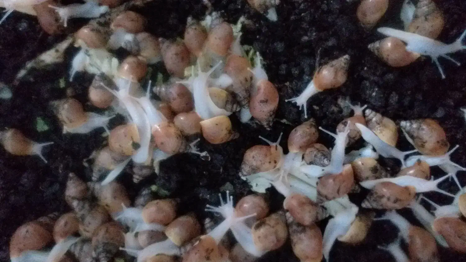 حراج حلزون در اندازه های مختلف|خزنده|تهران, قیطریه|دیوار