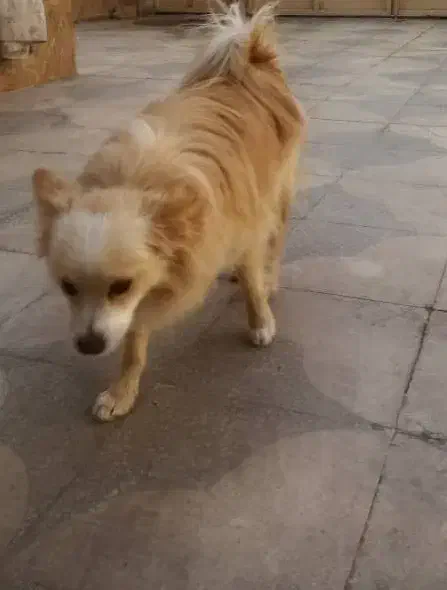 سگ پامر روباهی|سگ|شیراز, ده پیاله|دیوار