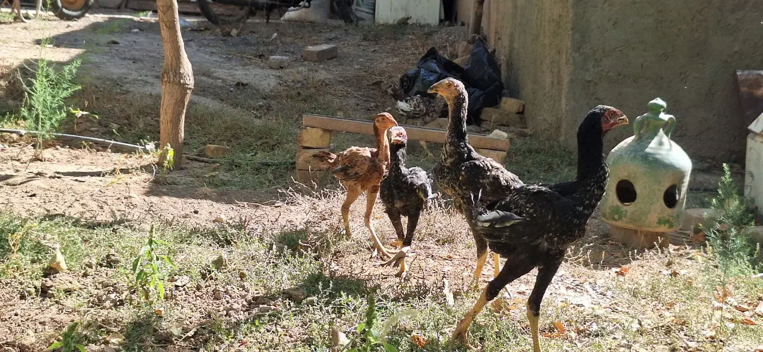 لاری اصل نژاد دار|حیوانات مزرعه|دشتابی, |دیوار