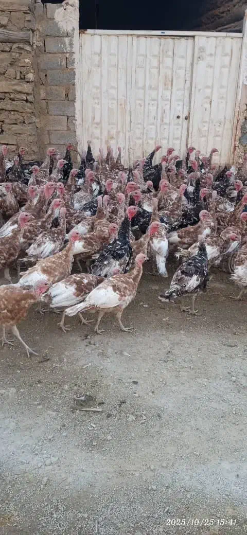 بوقلمون بوربون|حیوانات مزرعه|کلاترزان, |دیوار