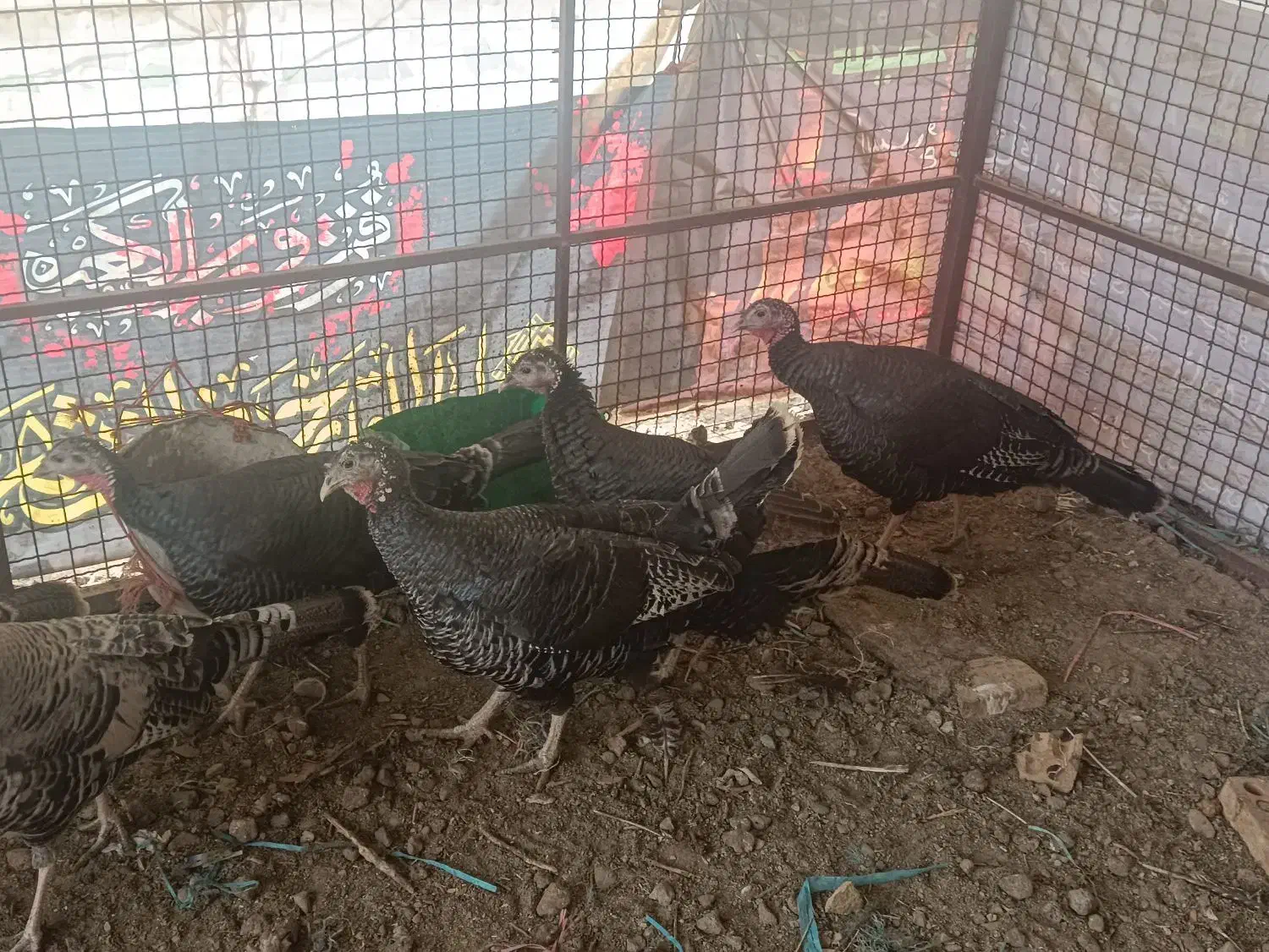 بوقلمون ماده|حیوانات مزرعه|ری, دیلمان|دیوار