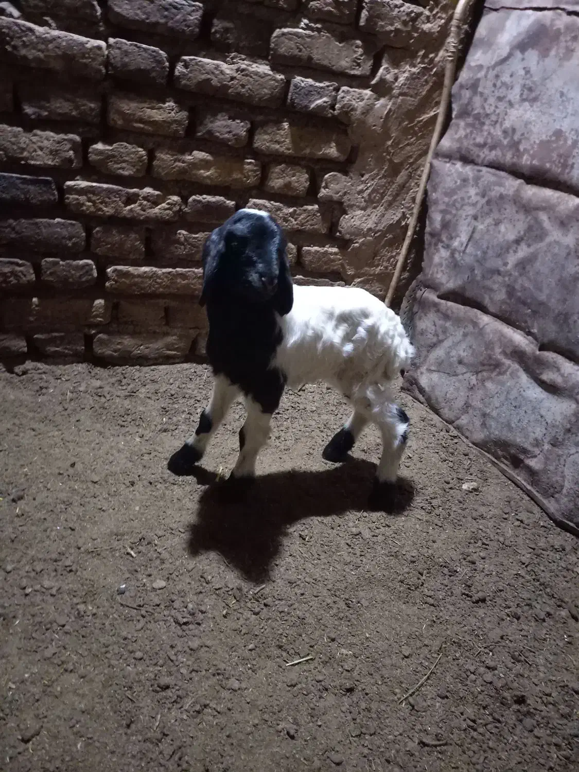 بره|حیوانات مزرعه|کرمانشاه, |دیوار