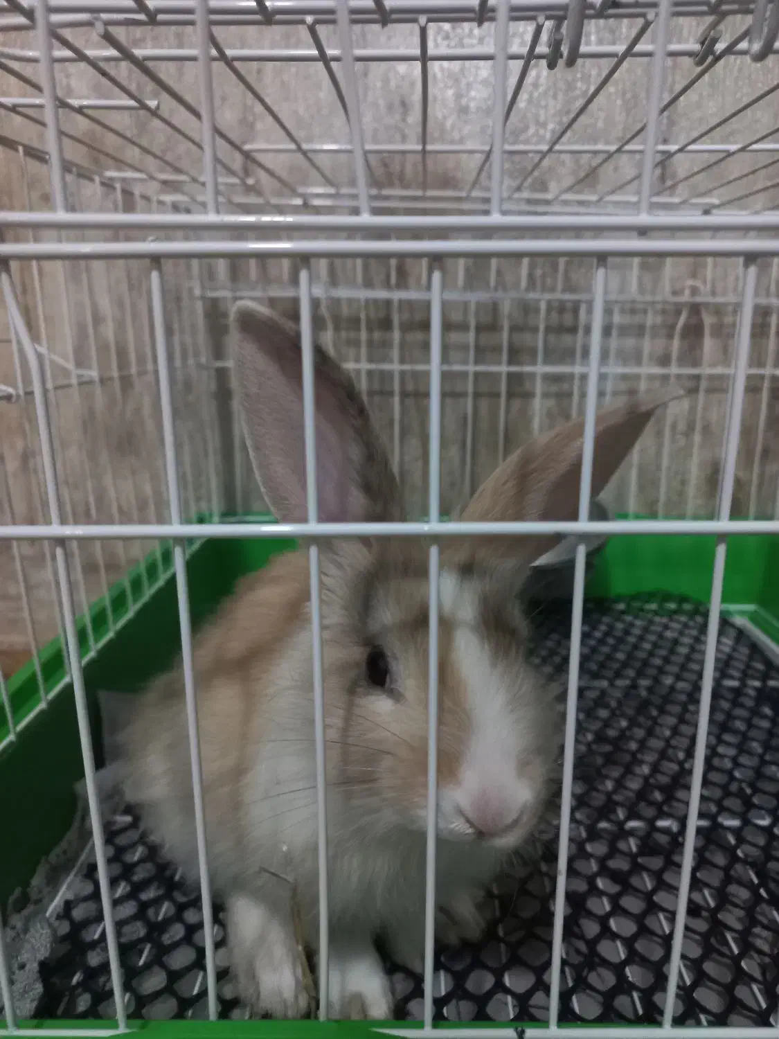 خرگوش نر|موش و خرگوش|همدان, |دیوار