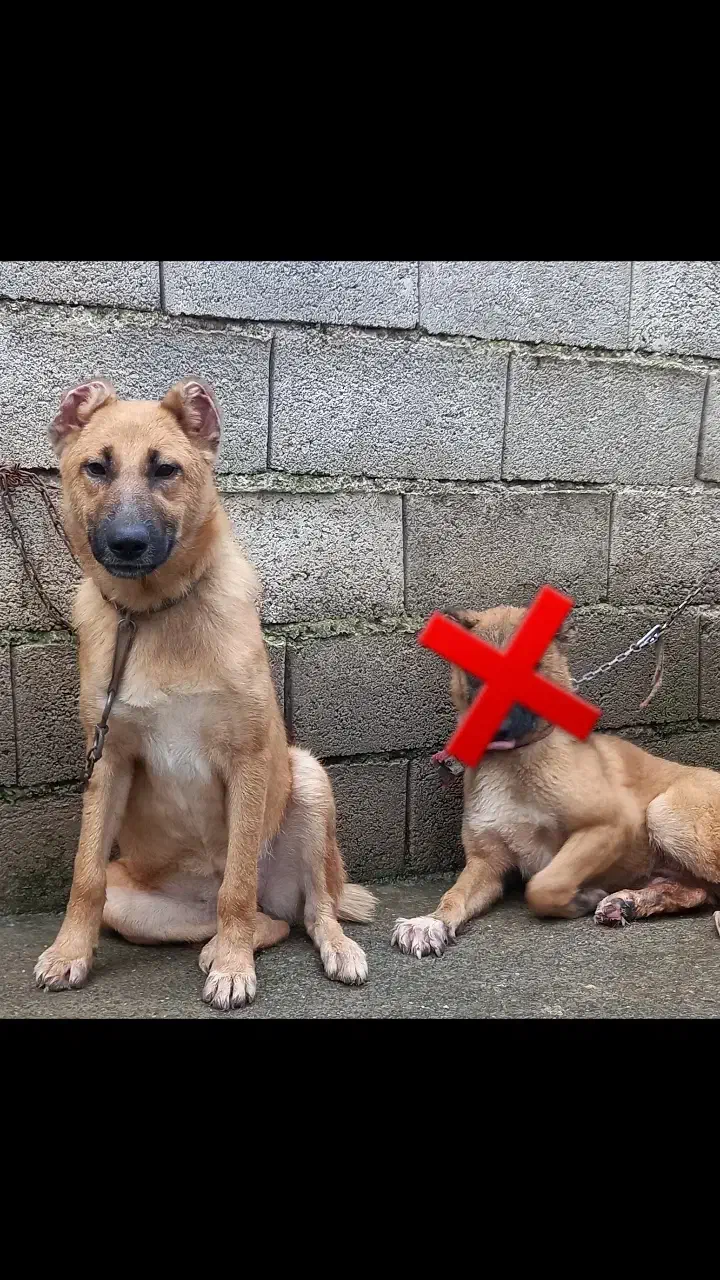 سرابی توله اصیل زیرقیمت معاوضه و فروش فوری|سگ|آمل, |دیوار