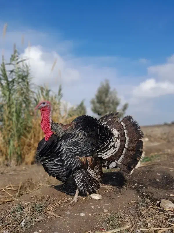 ۶ عدد بوقلمون برنز|حیوانات مزرعه|گنبد کاووس, |دیوار