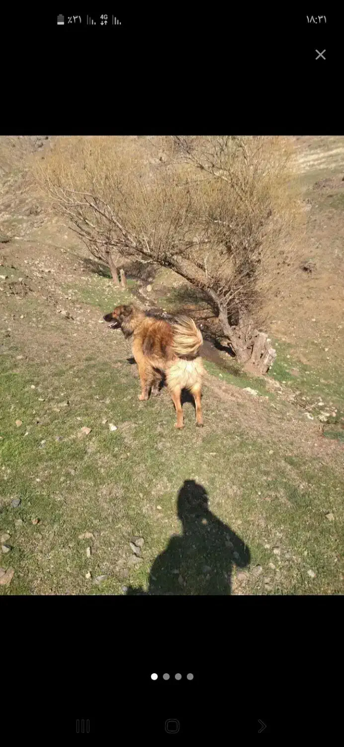 سگ گمشده|سگ|سنقر, |دیوار