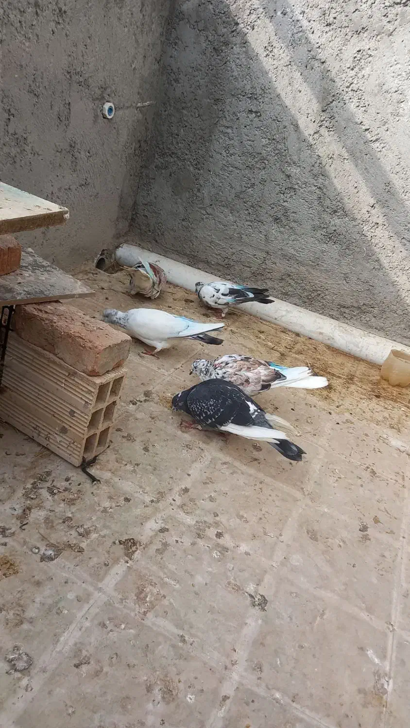 کبوتر اوچان|پرنده|پارس‌آباد, |دیوار