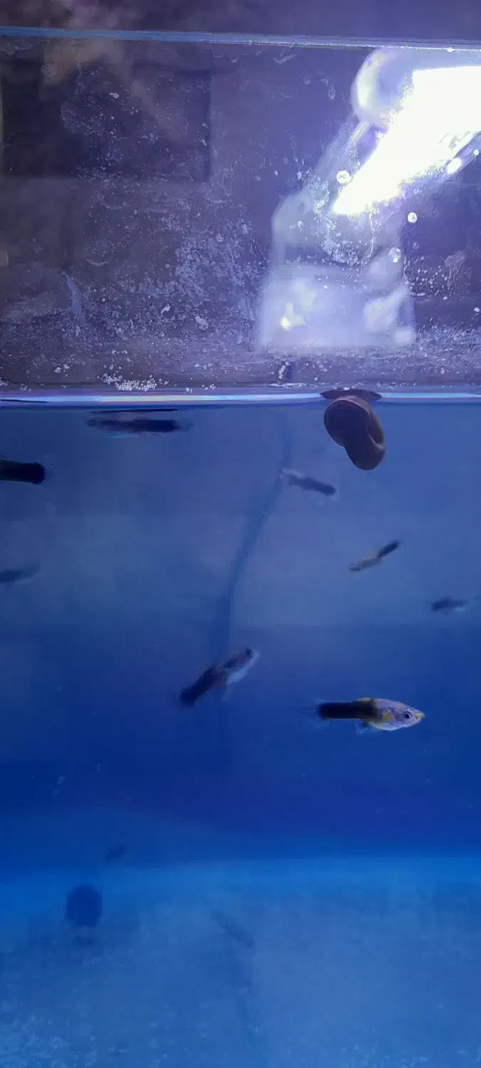 بچه‌گوپی‌|ماهی|تهران, مشیریه|دیوار