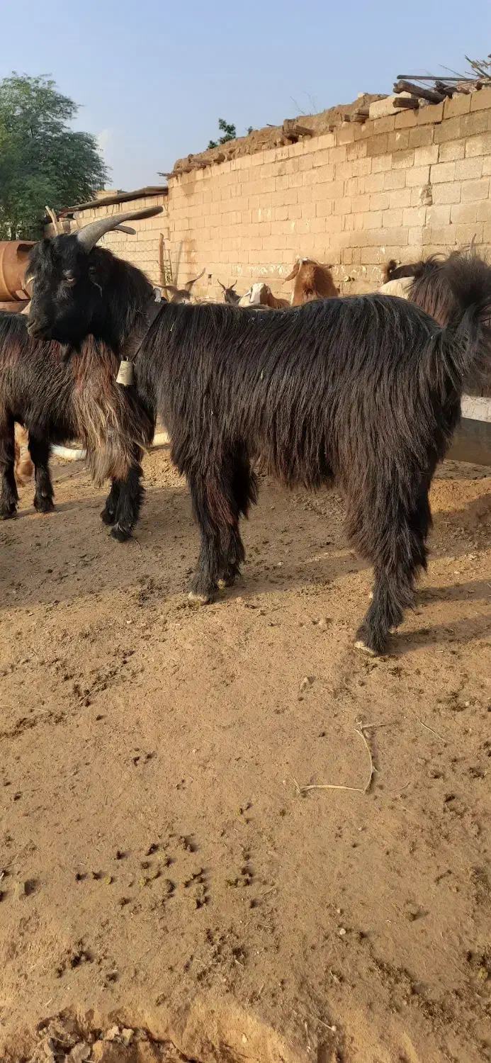 فروش کهره نر|حیوانات مزرعه|دیلم, |دیوار