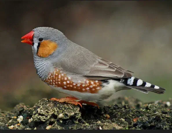 یک جفت فنچ کینگ مست|پرنده|بندر ماهشهر, |دیوار