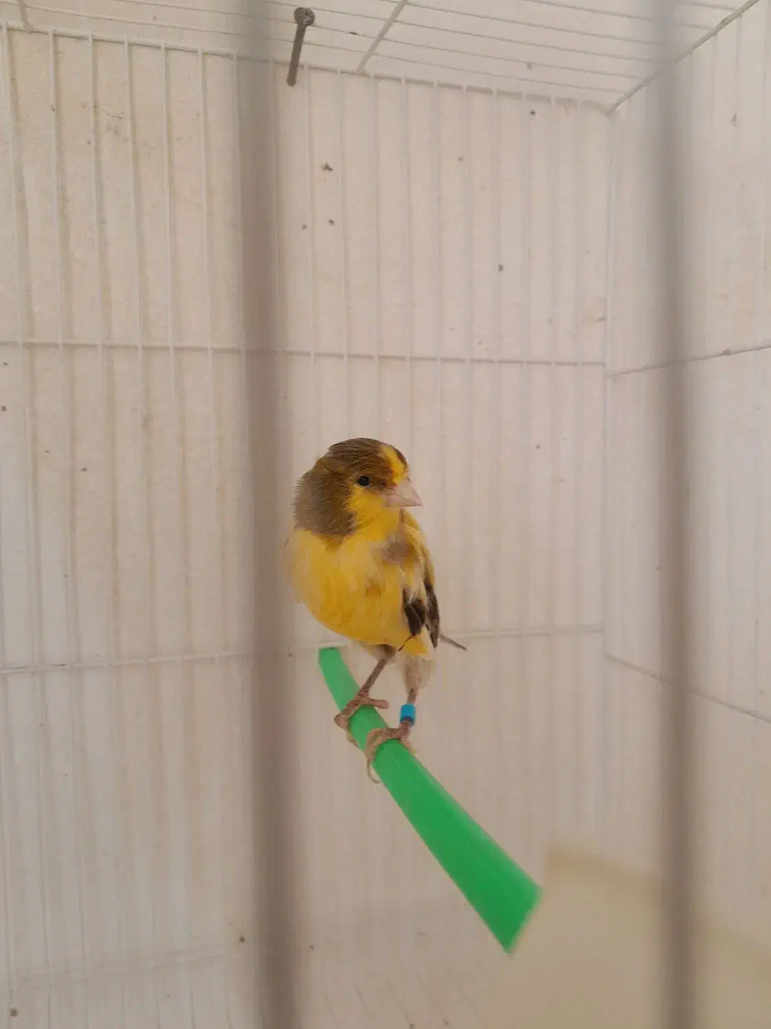 سه تا دونر یه ماده قنار سرخ ابلغ|پرنده|تربتحیدریه, پائین ولایت|دیوار