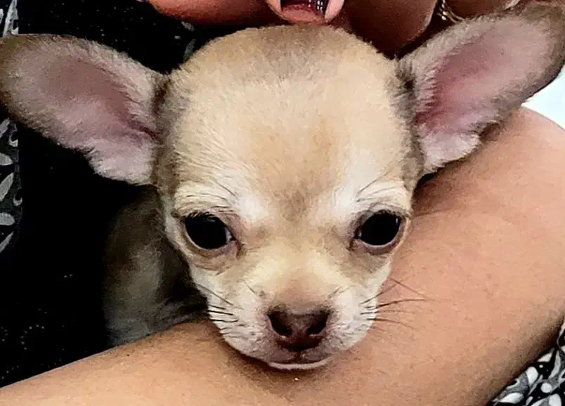 سگ شی وا وا (هوا هوا)|سگ|تهران, علم و صنعت|دیوار