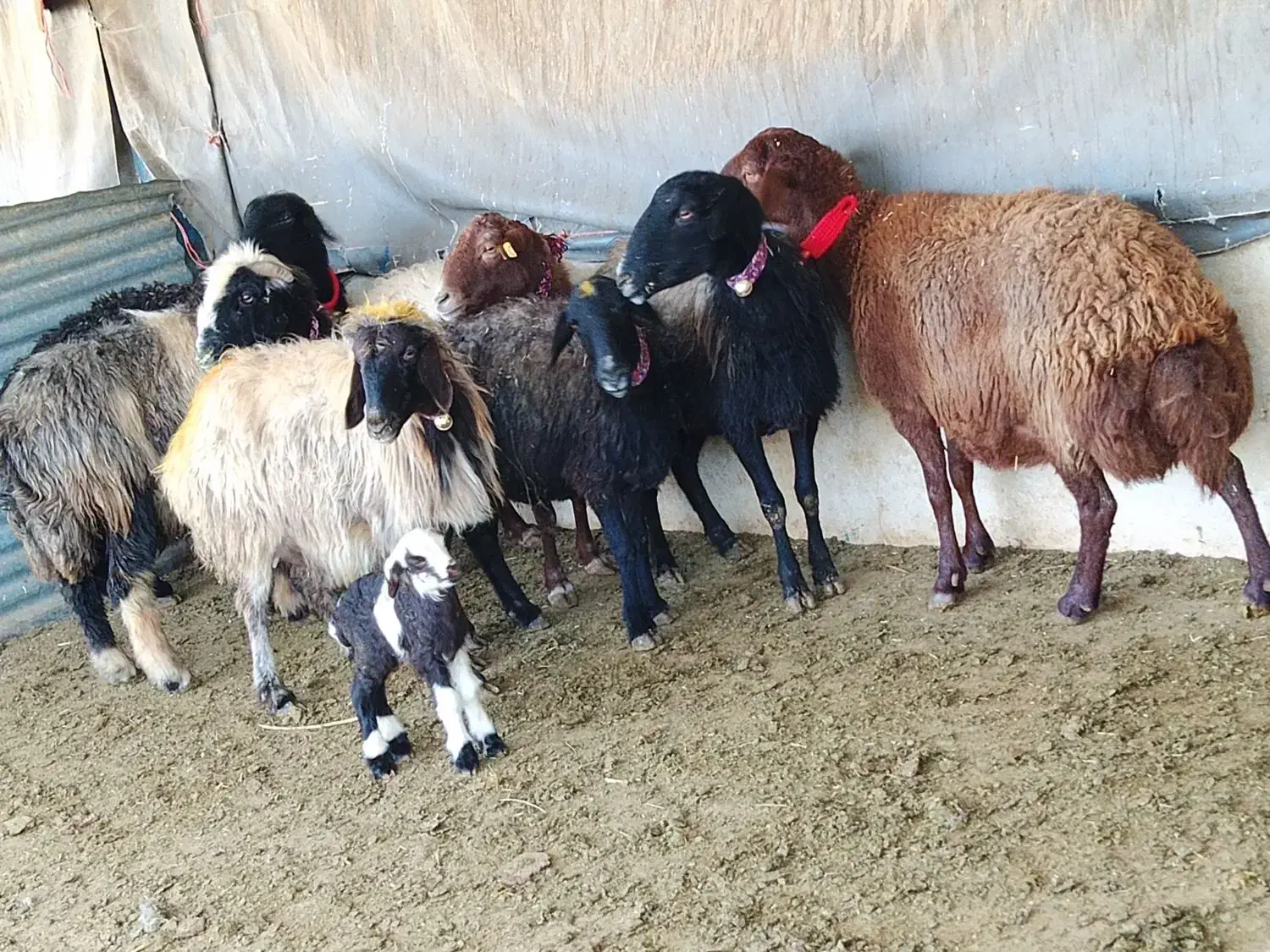 گوسفند میش بره بز بزغاله|حیوانات مزرعه|خمینی‌شهر, |دیوار