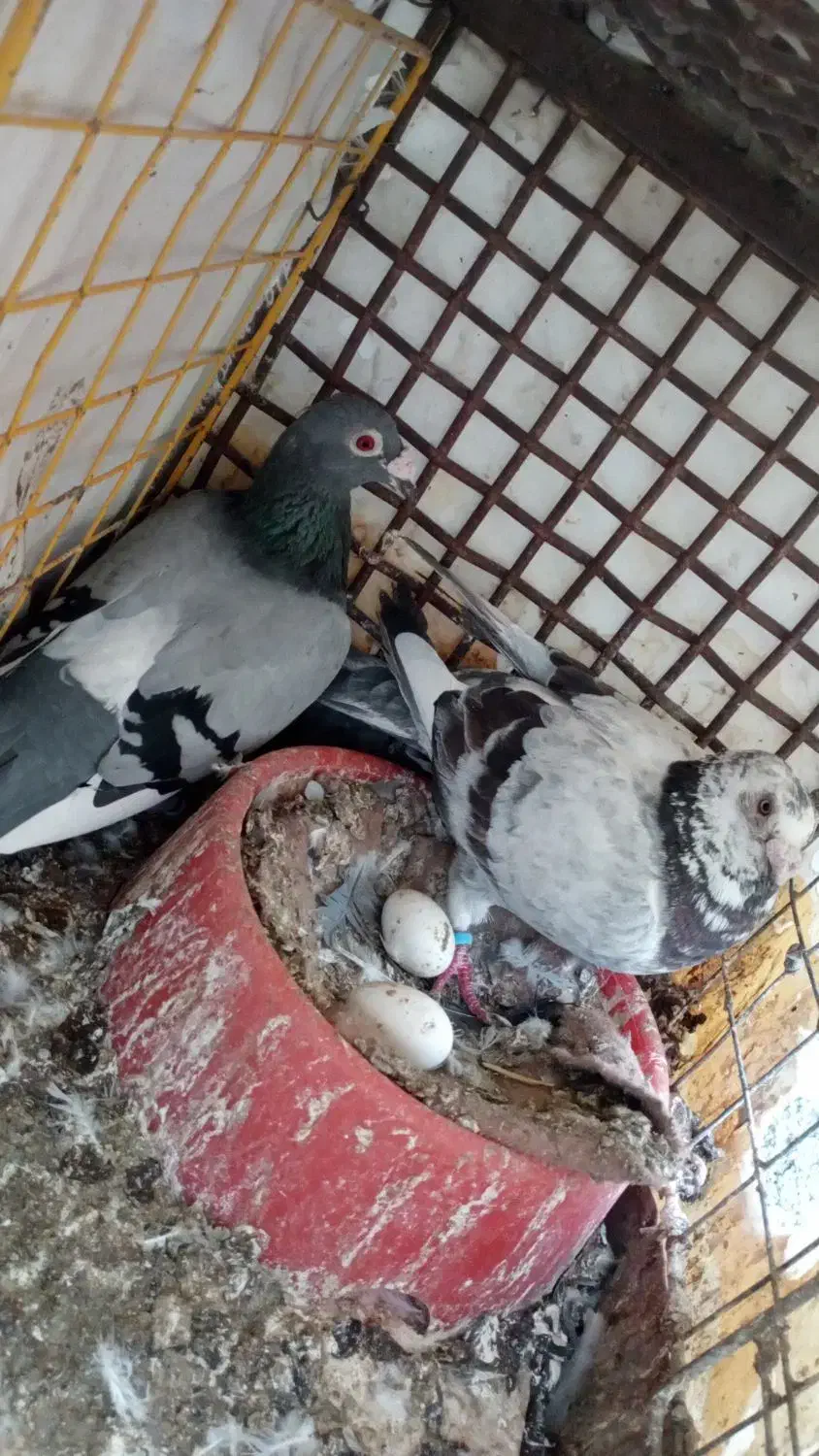 کبوتر نرو ماده|پرنده|زابل, |دیوار