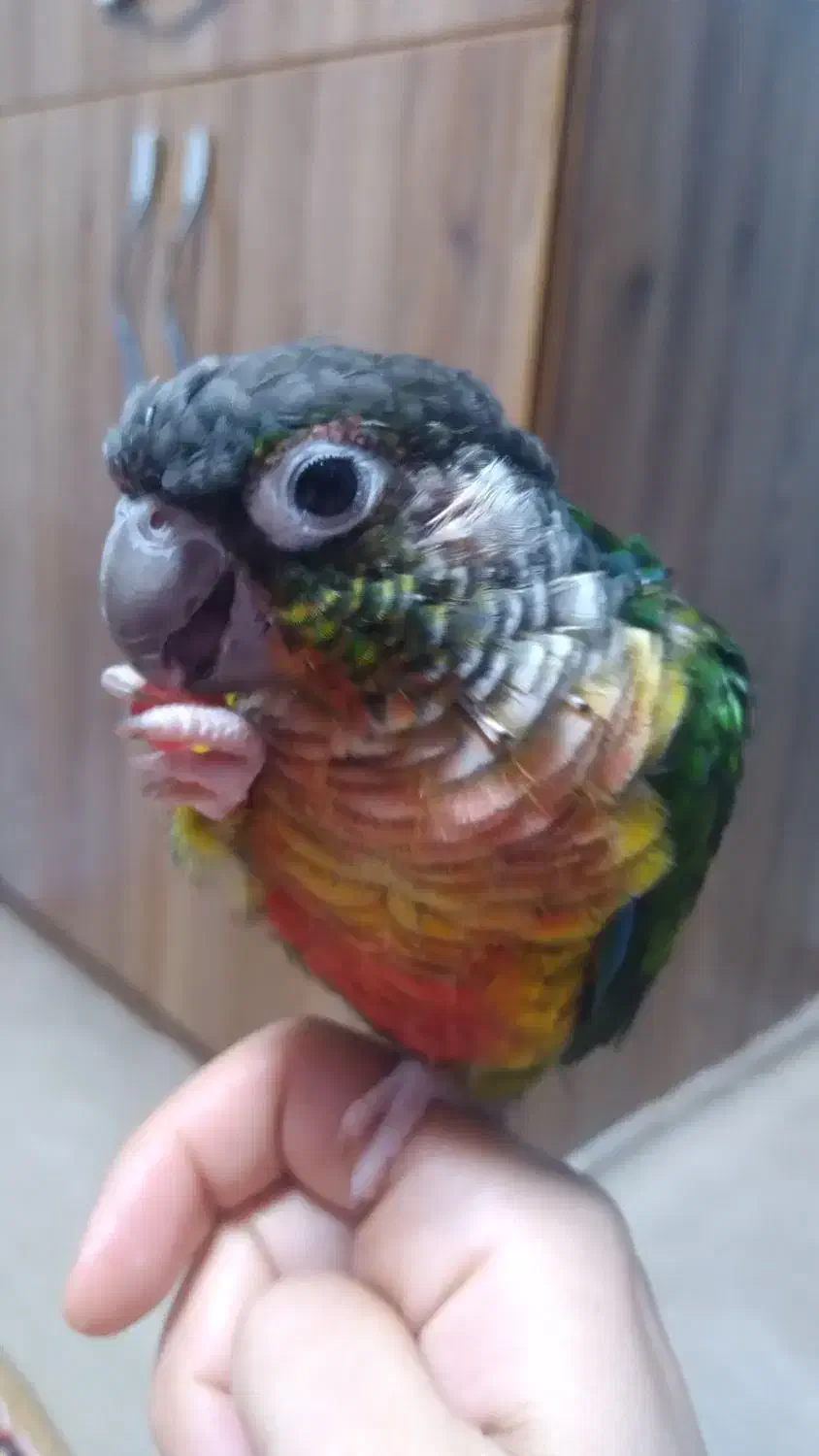 گرینچیک سخنگو کاملا رام ودستی رقاص ۸ماهه|پرنده|ساری, |دیوار