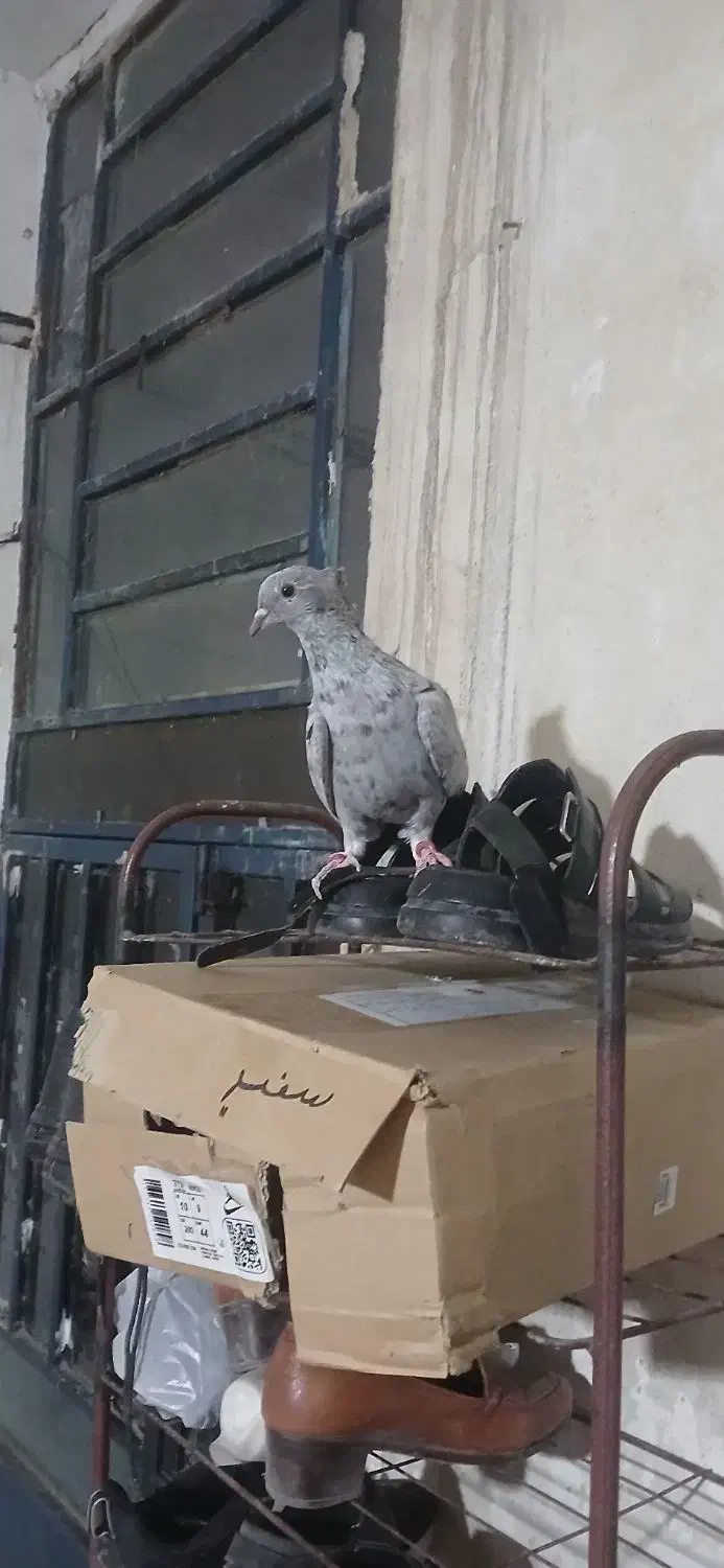 کبوتر سرور دم سفید نر|پرنده|فیروزآباد (فارس), |دیوار