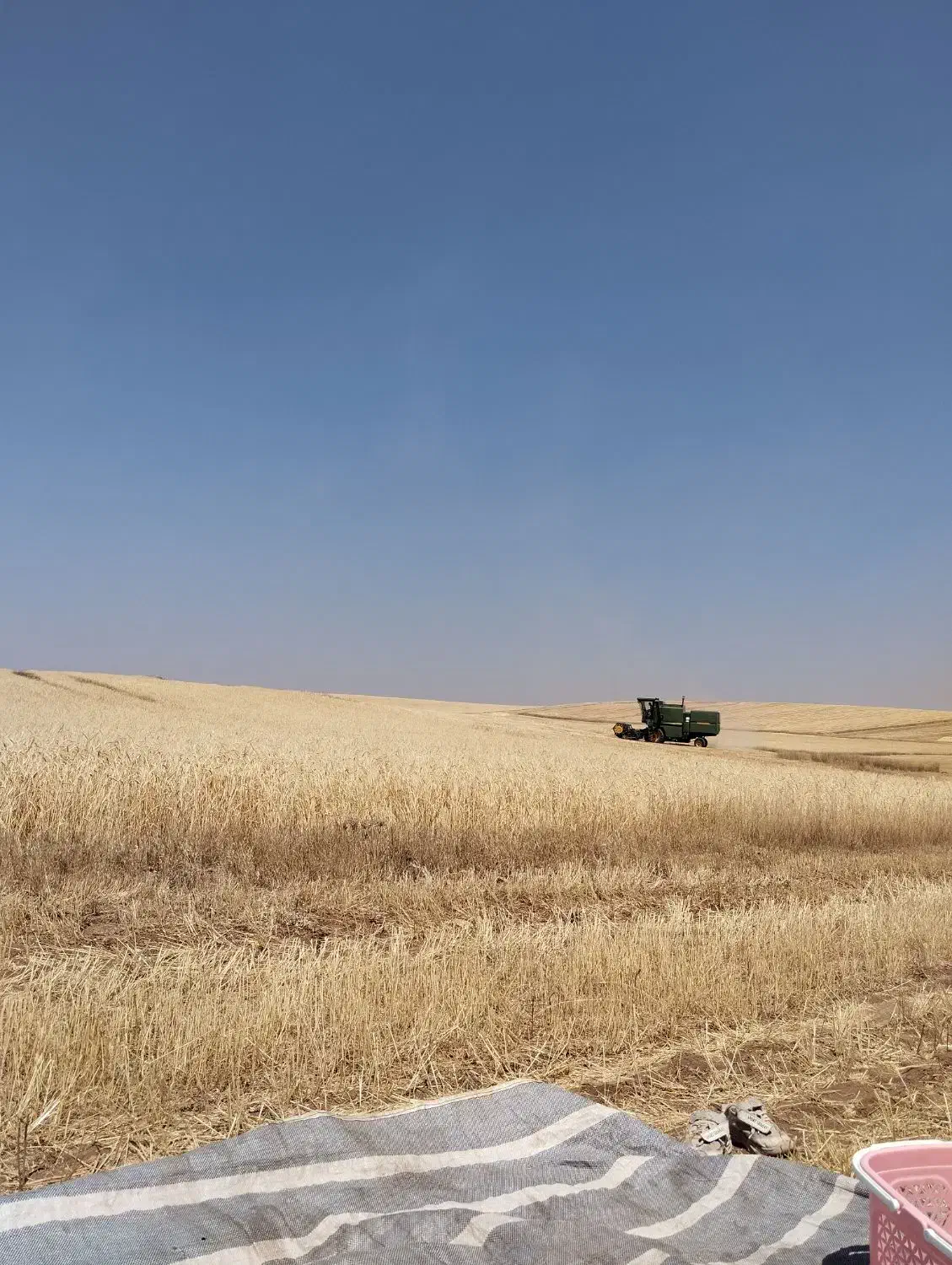 کاه|لوازم جانبی حیوانات|سقز, |دیوار