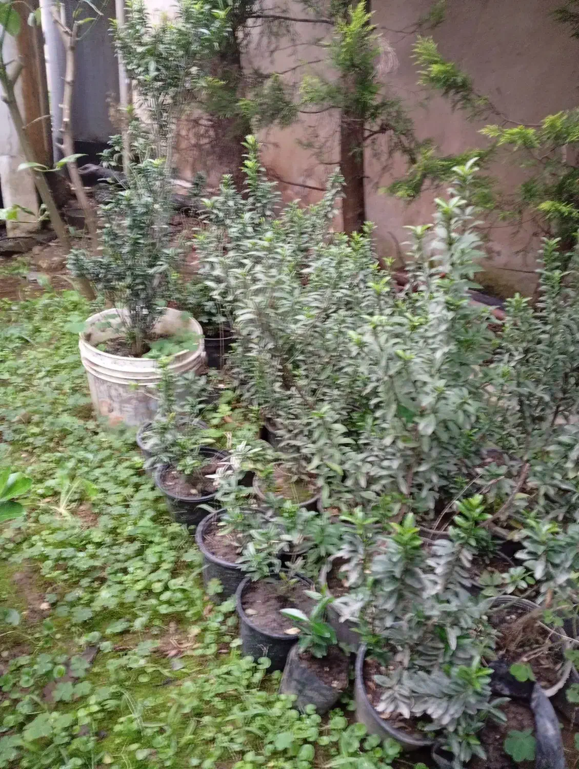 فروش شمشاد قیمت مناسب|گل و گیاه طبیعی|نوشهر, |دیوار