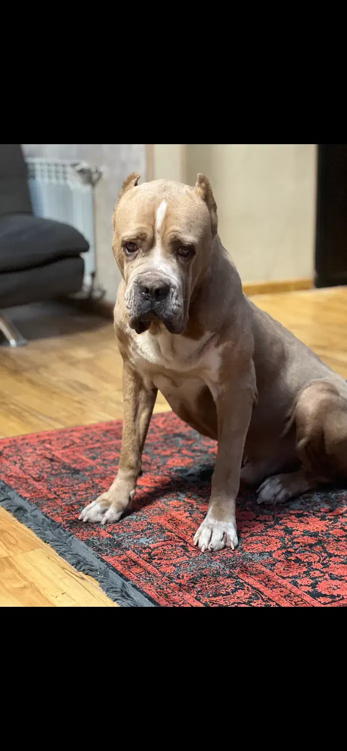 سگ گم شده مژدگانی|سگ|کرج, فاز ۴ مهرشهر|دیوار