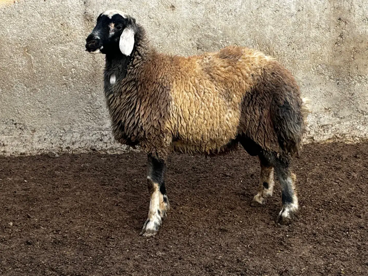 بره چاق کشتاری|حیوانات مزرعه|آق قلا, |دیوار